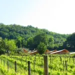 De wijngaarden met uitzicht op de safaritenten van Villa La Diva