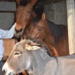 Pferden Ezedra und Winstorm zusammen mit Esel Merlino auf Tenuta Costa da Sole