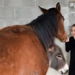 Paarden knuffelen op Tenuta Coste da Sole