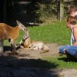 Cerza bij kangaroos