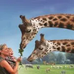 Cerza giraffen