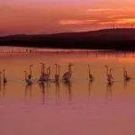 Domaine de la Franqui flamingos L'Etang de la Palme