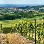 Per Amore del Vino wijnranken en uitzicht over de heuvels