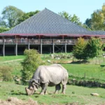 Cerza Safari - restaurant Pagode met neushoorn