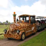 Cerza Safari - trein