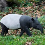 Cerza Safari Maleisische tapir