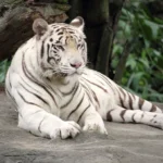 Cerza Safari - witte tijger