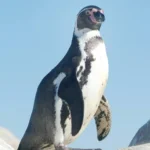 Pinguin in Wildlands